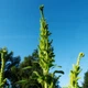 Насіння Амарант Аннапурна, Amaranthus 'Annapurna' 0,1 гр/уп - зображення 3