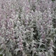 Семена Чистец византийский, Stachys byzantina 10 шт/уп - изображение 3