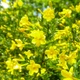 Семена Жасмин кустарниковый, Jasminum fruticans 5 шт/уп - изображение 4