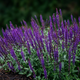 Семена Шалфей дубравный 'Caradonna', Salvia nemorosa 10 шт/уп - изображение 1