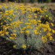 Семена Цмин песчаный (Бессмертник), Helichrysum arenarium 0.05 гр/уп - изображение 1