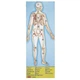 Мега-пазл "Будова людини" MelissaandDoug MD445, 100 елементів - зображення 3