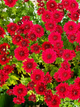 Хризантема (мультифлора) Camina Red (Каміна Ред) (в контейнері С2) - зображення 2