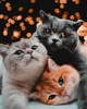 Алмазна мозаїка ColorArt 30х40см Тріо котиків ST484 - изображение 1