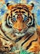 Алмазна мозаїка ColorArt 30х40 Тигр ST476 - изображение 1