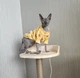 Кофта для котов (кошек) Лаки Желтый мишка XS Желтый - изображение 7