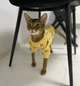 Кофта для котов (кошек) Лаки Желтый мишка XS Желтый - изображение 9