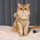 Кофта для котів (кішок) Ведмідь з вушками 2XL Бежевий - зображення 4
