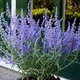 Перовскія 'Lacey Blue' (Блу Лейсі), С1,5 - зображення 1