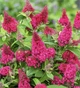 Буддлея Давида Баттерфляй Кенді Літтл Рубі (Butterfly Candy Little Ruby), С1,5 - зображення 1
