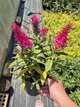 Буддлея Давида Баттерфляй Кенді Літтл Рубі (Butterfly Candy Little Ruby), С1,5 - зображення 3