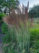 Війник гостроквітковий «Аваланш» (Calamagrostis acutiflora Avalanche), С1,5 - зображення 2