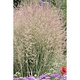 Війник гостроквітковий «Аваланш» (Calamagrostis acutiflora Avalanche), С1,5 - зображення 3