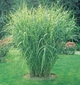 Саджанці Міскантуса китайського "Зебрінус" (Miscanthus sinensis Zebrinus) в 0.5л горщиках - зображення 2