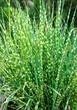 Саджанці Міскантуса китайського "Зебрінус" (Miscanthus sinensis Zebrinus) в 0.5л горщиках - зображення 3