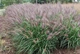Саджанці Пенісетума "Ред Хед" (Pennisetum alopecuroides 'Red Head') в 0.5л горщиках - зображення 1
