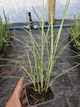 Саджанці Міскантуса китайського "Зебрінус" (Miscanthus sinensis Zebrinus) в 0.5л горщиках - зображення 5