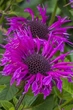 Саджанці Монарди "Бі Фрі" (Monarda 'Bee-Free') в 380гр горщиках - изображение 1