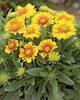 Саджанці Гайлардії «Арізона Апрікот» (Gaillardia grandiflora 'Arizona Apricot') в 380гр горщику - изображение 2