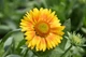 Саджанці Гайлардії «Арізона Апрікот» (Gaillardia grandiflora 'Arizona Apricot') в 380гр горщику - изображение 3
