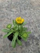 Саджанці Гайлардії «Арізона Апрікот» (Gaillardia grandiflora 'Arizona Apricot') в 380гр горщику - изображение 4