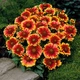 Саджанці Гайлардії «Арізона Сан» (Gaillardia grandiflora 'Arizona Sun') - изображение 1