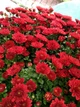 Саджанці Гайлардії «Арізона РЕД» (Gaillardia grandiflora 'Arizona RED') в 380гр горщику - изображение 2