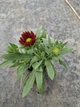 Саджанці Гайлардії «Арізона РЕД» (Gaillardia grandiflora 'Arizona RED') в 380гр горщику - изображение 3