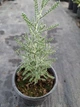 Саджанці Сантоліни сірої (Santolina chamaecyparissus) - изображение 4