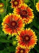 Саджанці Гайлардії «Арізона Сан» (Gaillardia grandiflora 'Arizona Sun') - изображение 4