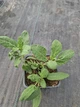 Саджанці Шавлії дібровни Карадонни Пінк (Salvia nemorosa Caradonna Pink) в 0.5л горщиках - зображення 3