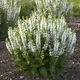Саджанці Шавлії дібровної (лісової) Шніхугель (Salvia Schneehügel) в 0.5л горщиках - зображення 1
