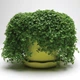 Саджанці М'яти декоративної "Мінт" (Ornamental Mint Mini ) в 380гр горщику - зображення 1