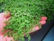 Саджанці М'яти декоративної "Мінт" (Ornamental Mint Mini ) в 380гр горщику - зображення 2