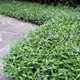 Саджанці Барвіноку малого (Vinca minor) в 380 гр горщику - зображення 1