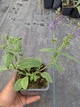 Саджанці Шавлії дібровної 'Mainacht' (Salvia nemorosa 'Mainacht') в 0.5 л горщиках - изображение 3
