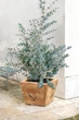 Саджанці Евкаліпту «Сільвер Долар» (Eucalyptus cinerea / Eucalyptus gunnii) в 380 гр горщику - зображення 3