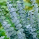 Саджанці Евкаліпту «Сільвер Долар» (Eucalyptus cinerea / Eucalyptus gunnii) в 380 гр горщику - зображення 4