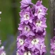 Саджанці Дельфініума «Лавандовий з білим вічком» (Magic Fountains Lavender with White Bee) в 380 горщику - зображення 1