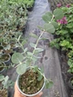 Саджанці Евкаліпту «Сільвер Долар» (Eucalyptus cinerea / Eucalyptus gunnii) в 380 гр горщику - зображення 5