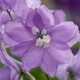 Саджанці Дельфініума «Лавандовий з білим вічком» (Magic Fountains Lavender with White Bee) в 380 горщику - зображення 2