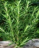 Саджанці Розмарину "Rosy" (Rosmarinus officinalis) в 380 гр горщику - зображення 1
