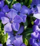 Саджанці Барвіноку великого (Vinca minor) в 380 гр горщику - зображення 1