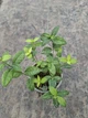 Саджанці Барвіноку малого (Vinca minor) в 380 гр горщику - зображення 5