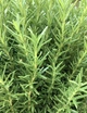 Саджанці Розмарину "Rosy" (Rosmarinus officinalis) в 380 гр горщику - зображення 2
