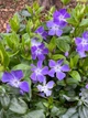 Саджанці Барвіноку великого (Vinca minor) в 380 гр горщику - зображення 2
