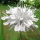 Саджанці Монарди Шнівітхен (Monarda dydima Schneewittchen) в 380гр горщиках - изображение 2