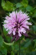 Саджанці Монарди гібридної Бюти оф Кобхем (Monarda 'Beauty of Cobham') в 380гр горщиках - изображение 2