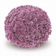 Саджанці Хризантеми №19 "Baoli Lilac" в 2л горщиках - зображення 1
