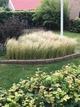 Саджанці Стипи "Хвіст поні" (Stipa tenuissima 'Pony Tails') в 380гр горщиках - зображення 2